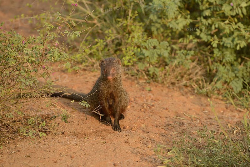 Indian red mongoose