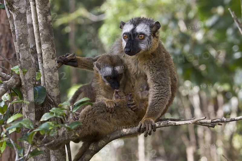 Female red-fronted brown lemur with young