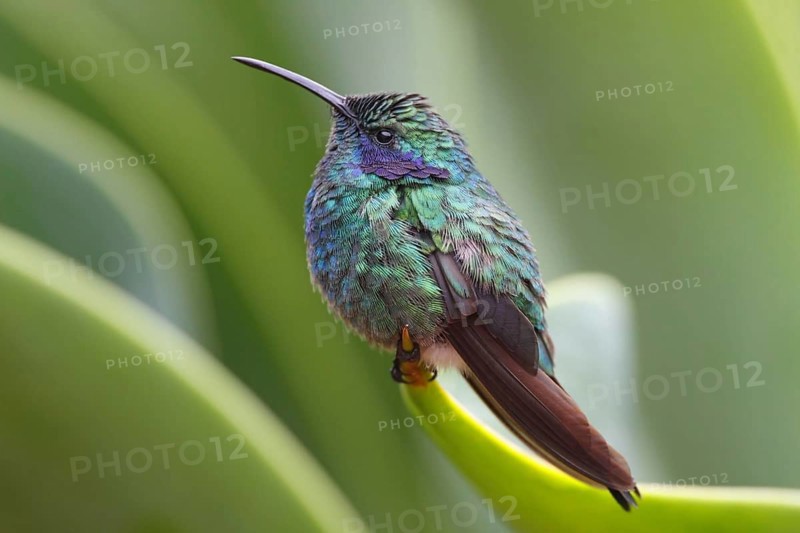 Green Violet-ear