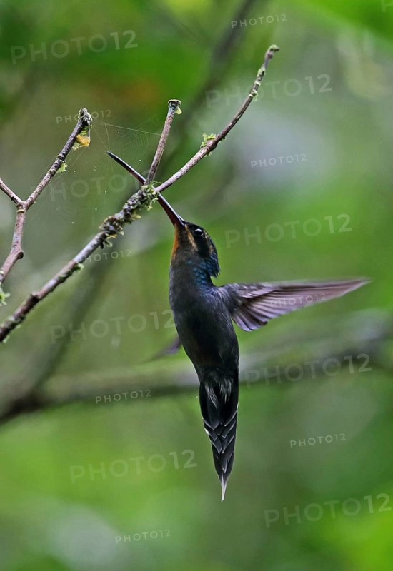 Green Hermit