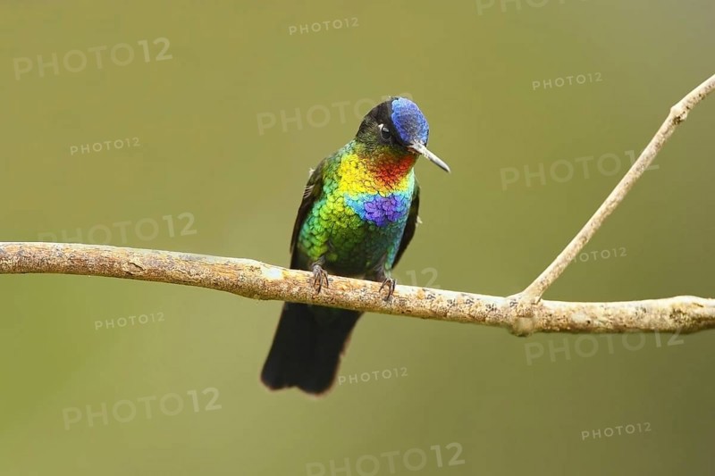 Fiery-throated Hummingbird