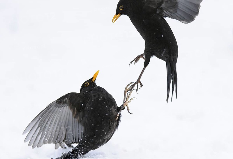 European Blackbird