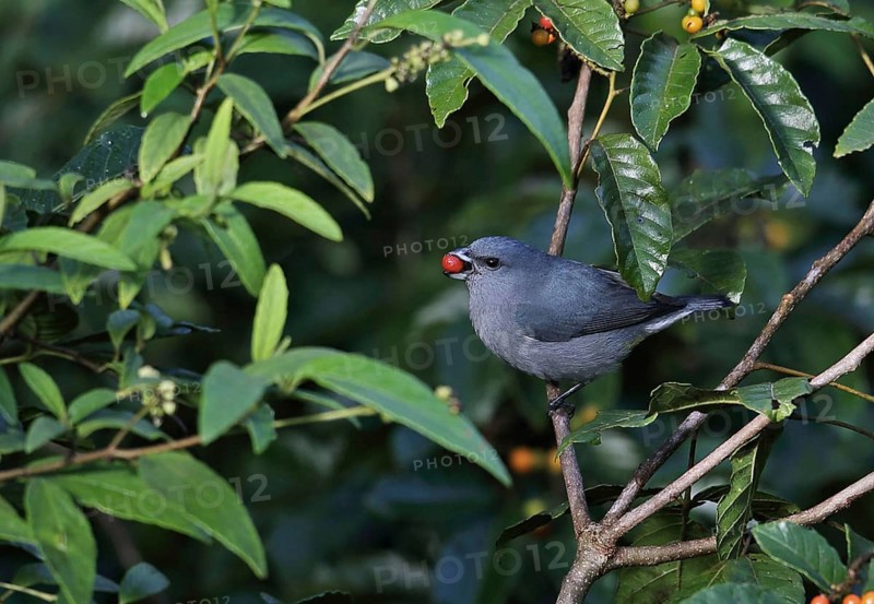 Jamaican Euphonia