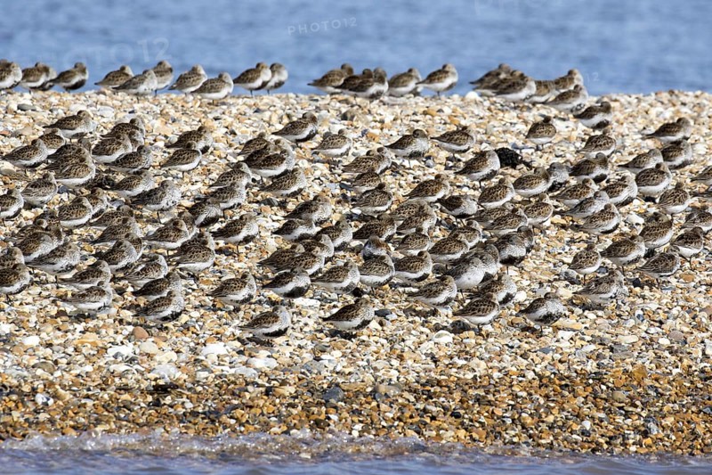 Dunlin flock in summer plumage on pebble spit on Scolt Head Island