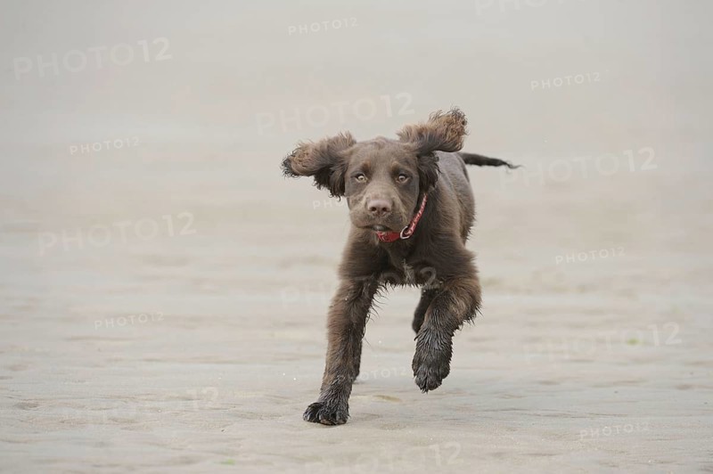English Cocker Spaniel