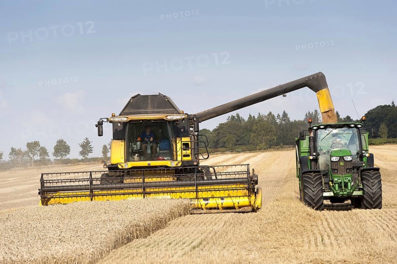 Wheat