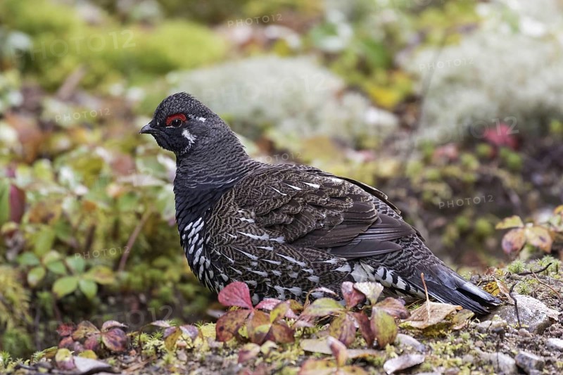 Spruce grouse