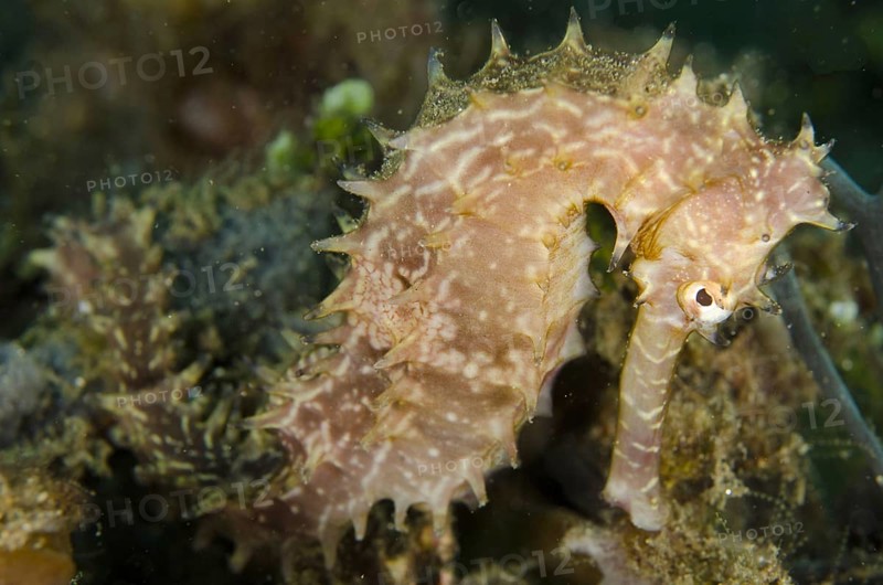Thorny seahorse