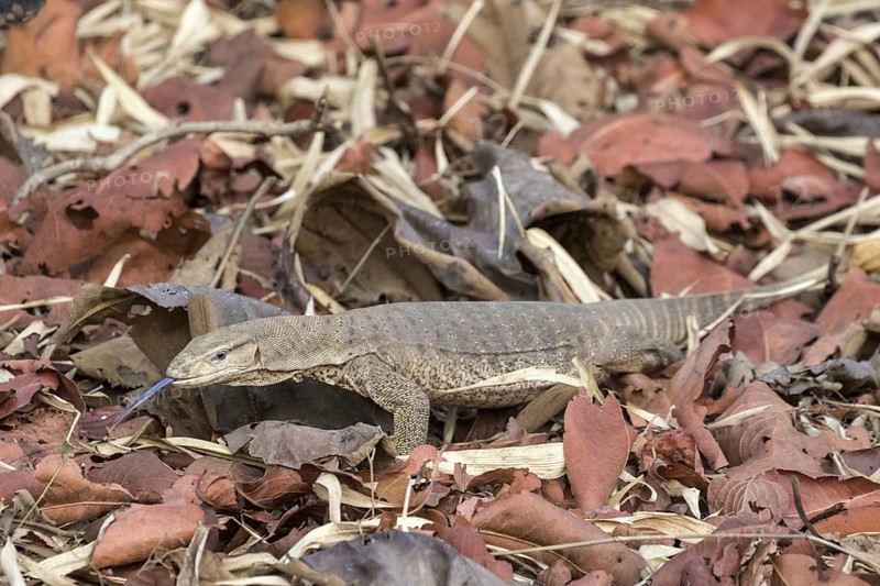 Bengal bengal monitor