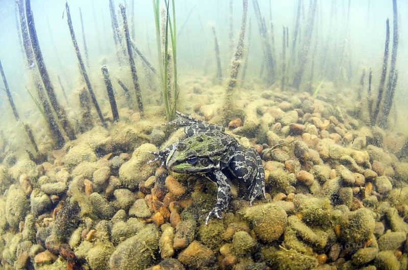 Marsh Frog