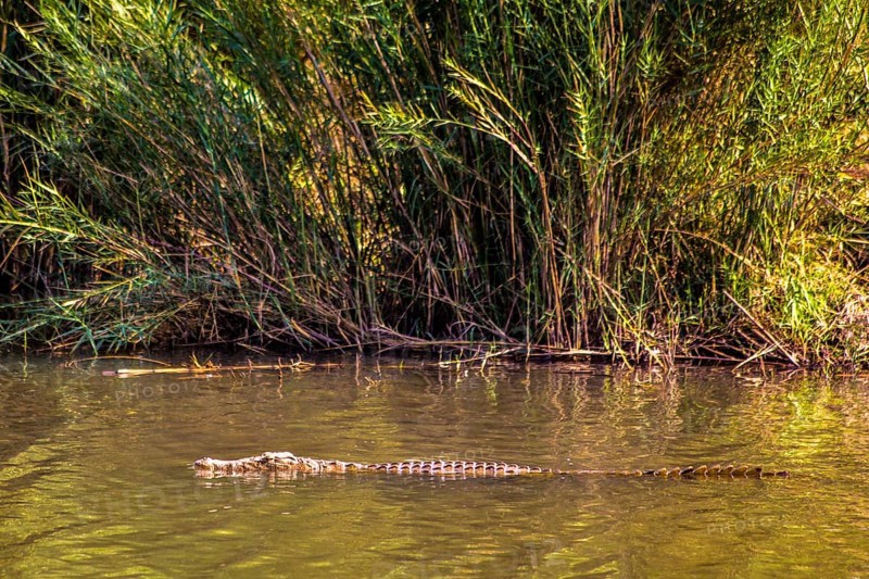 Crocodile