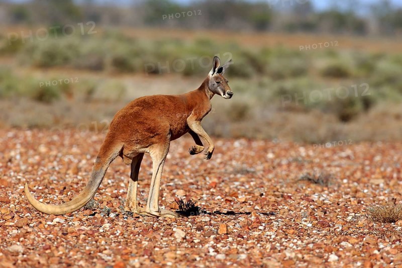 Red kangaroo