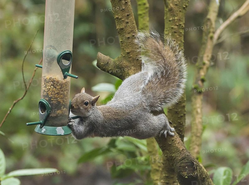 Eastern Grey Squirrel