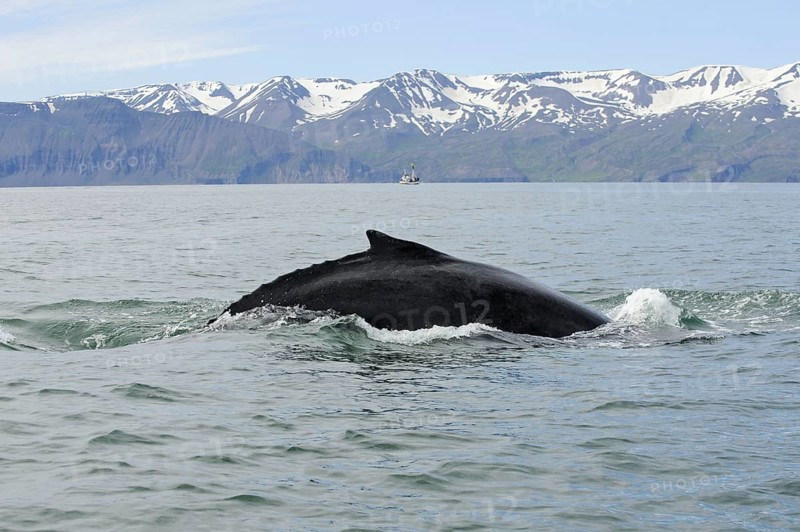 Humpback whale