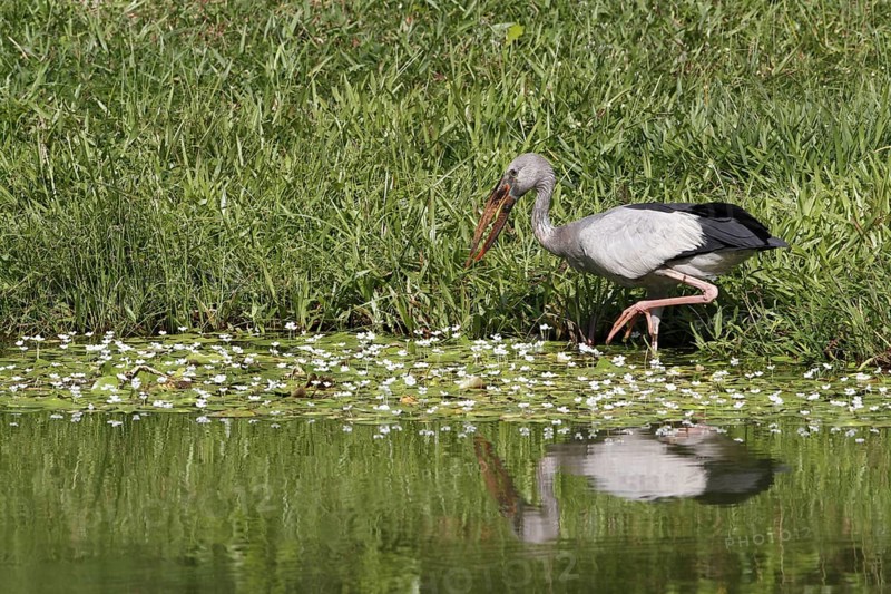 Asian openbills