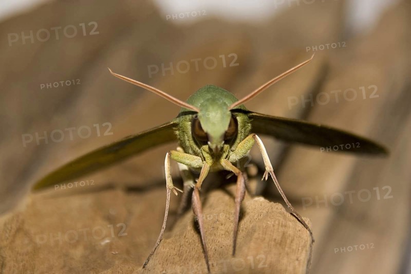 Insects