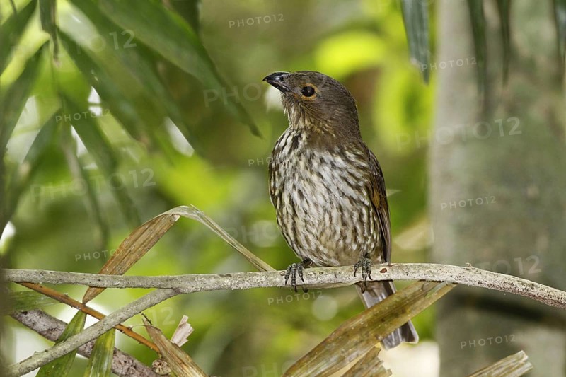 Tooth-billed Bowerbird