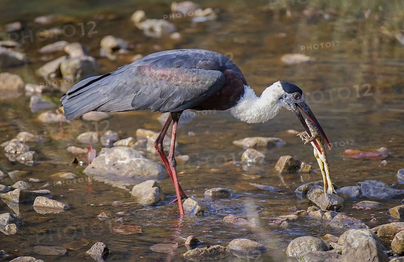 Woolly-necked Stork