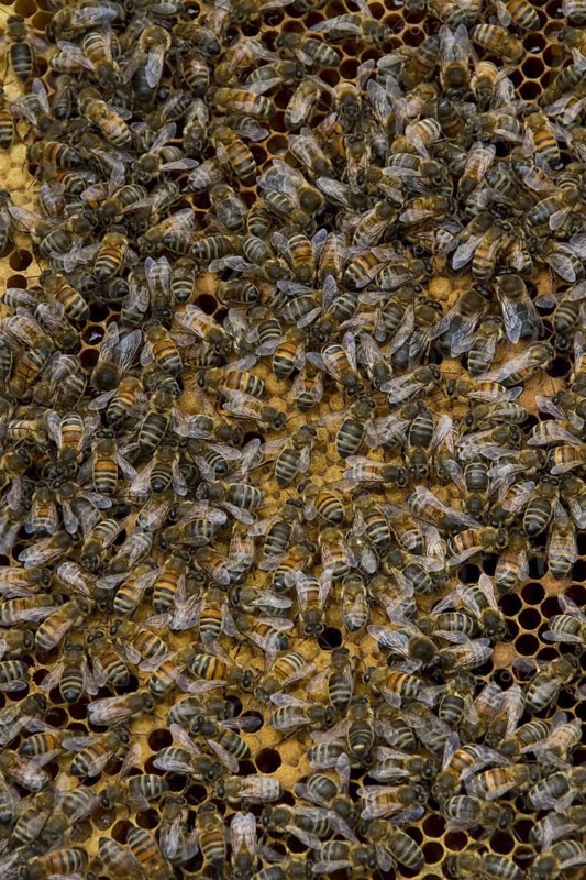 Western honey bee