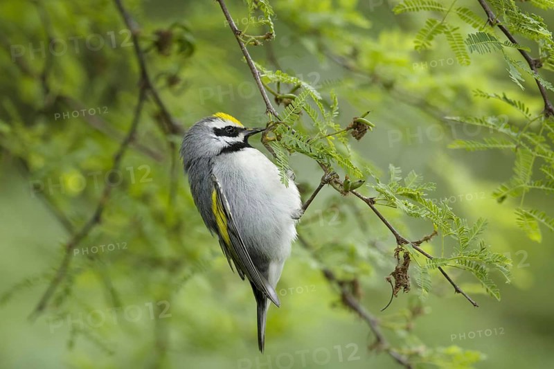 Golden-winged Warbler
