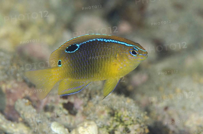 Onespot Demoiselle
