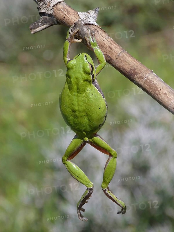 European Tree Frog
