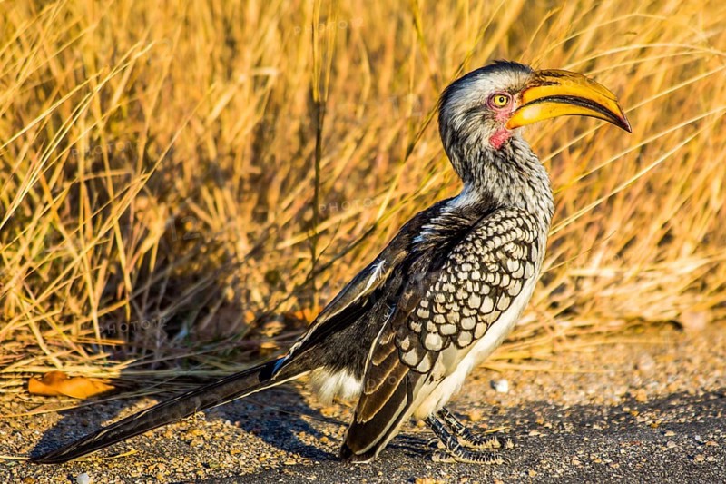 Southern yellow-billed hornbill