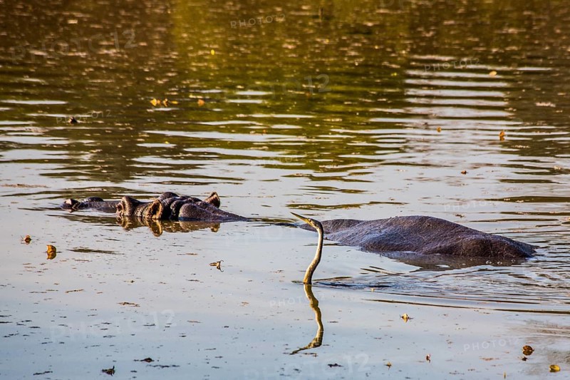 Hippo with cormorant