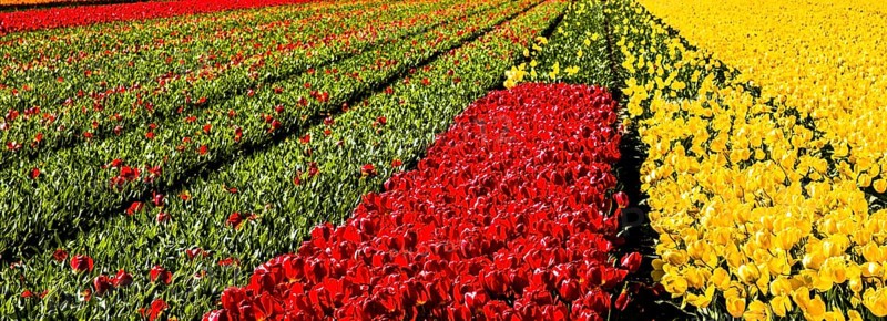 Flowering tulip fields