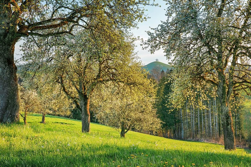 Bluehende Birnbaeume im Fruehling in bluehender Wiese auf dem Hirzel im Kanton Zuerich