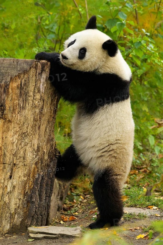 Giant Panda