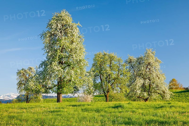Blossoming pear trees in spring in flowering meadow