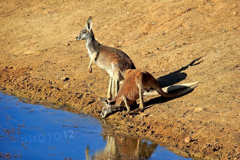 Red kangaroo