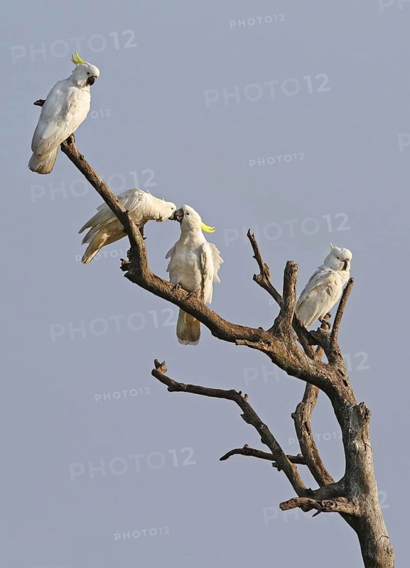 Sulphur-crested cockatoo