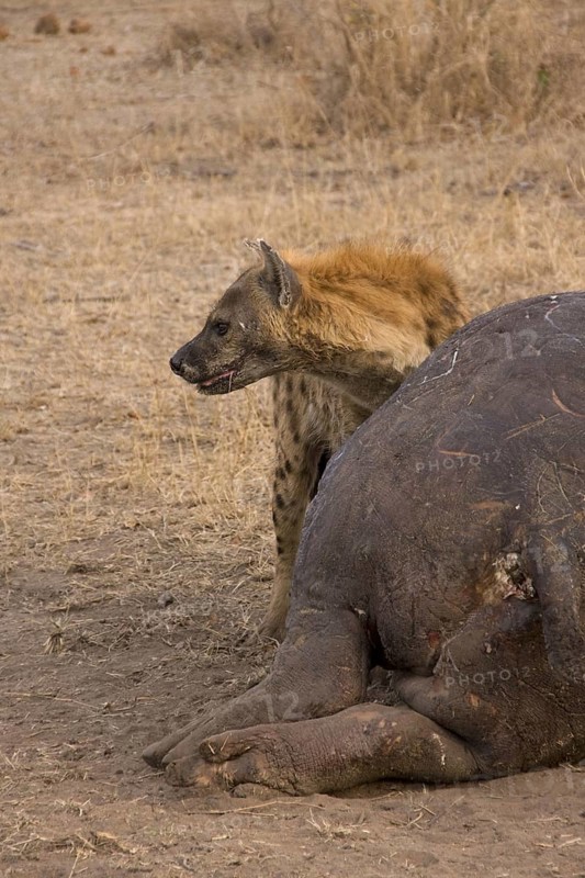 Spotted hyena