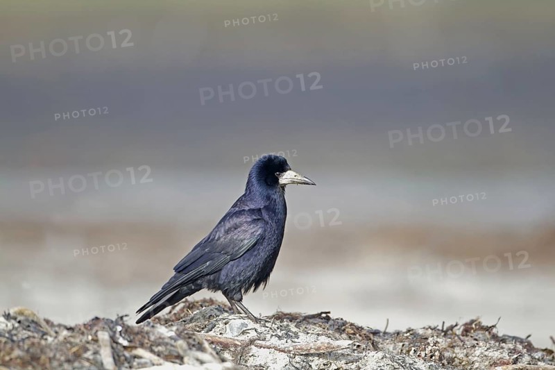 Rook