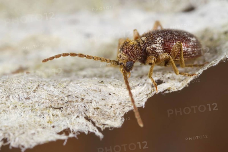 White-marked Spider Beetle