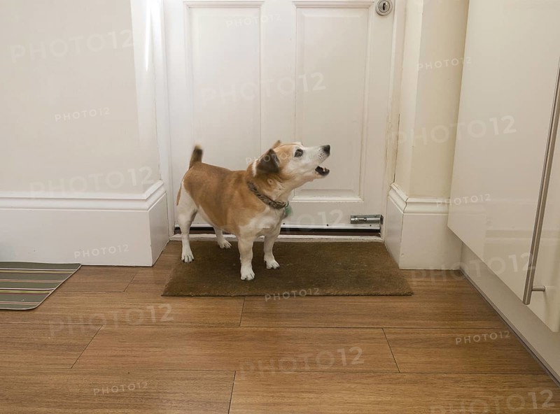 Jack Russell Terrier