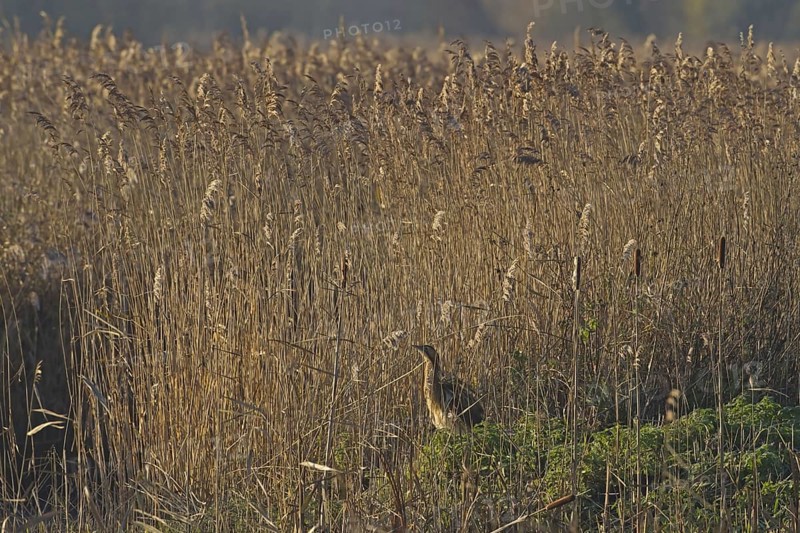 Great eurasian bittern