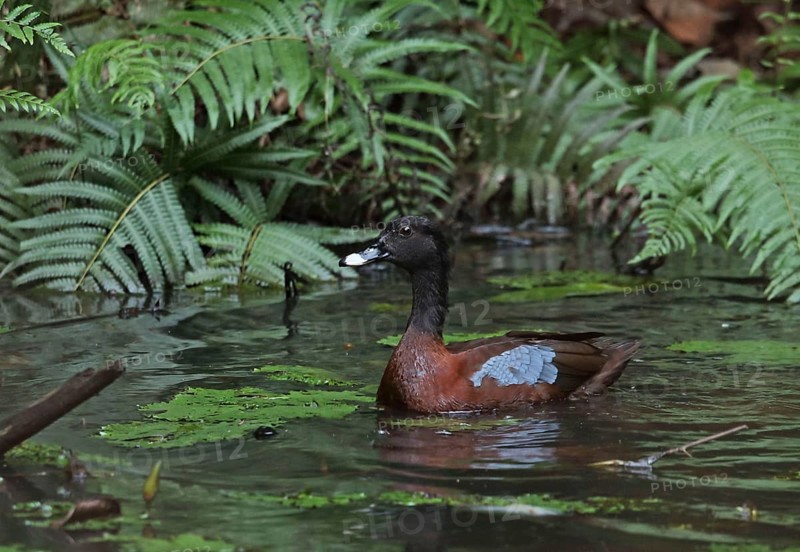 Hartlaub's duck