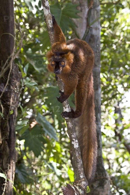 Hybrid brown with crowned male lemur at Palmarium