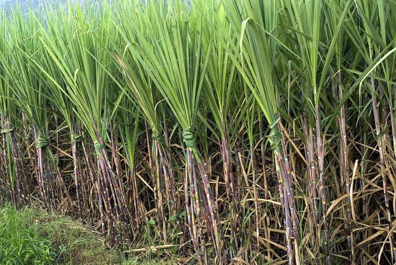 Sugar cane