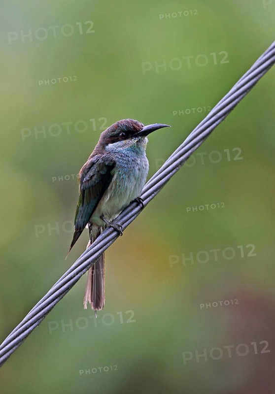 Blue-throated Bee-eater