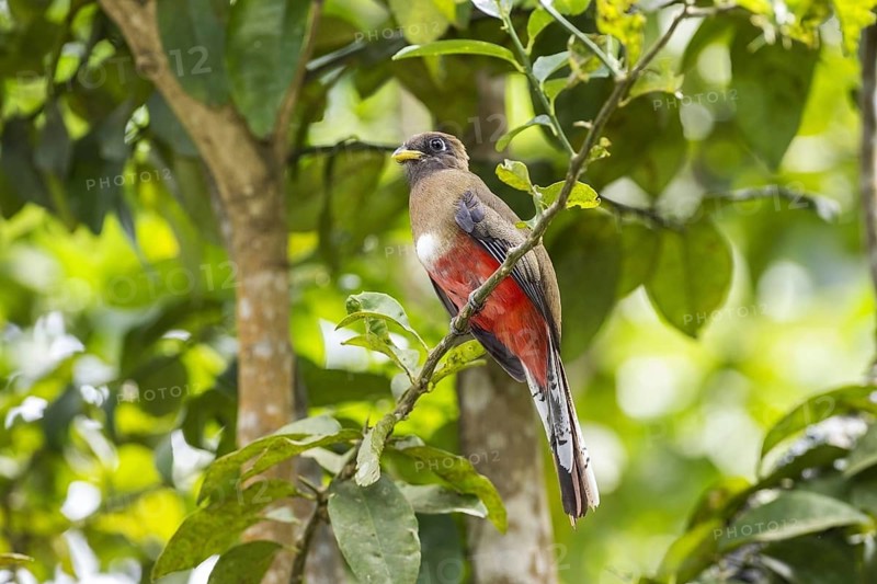Collared trogon