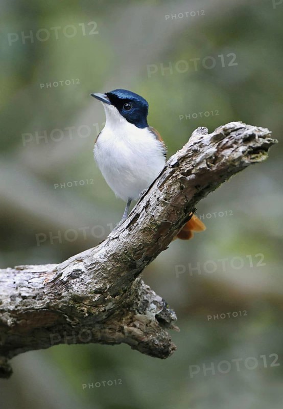 Shining Flycatcher