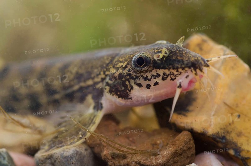 Stone Loach