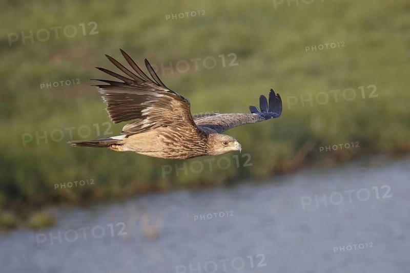 Eastern imperial eagle