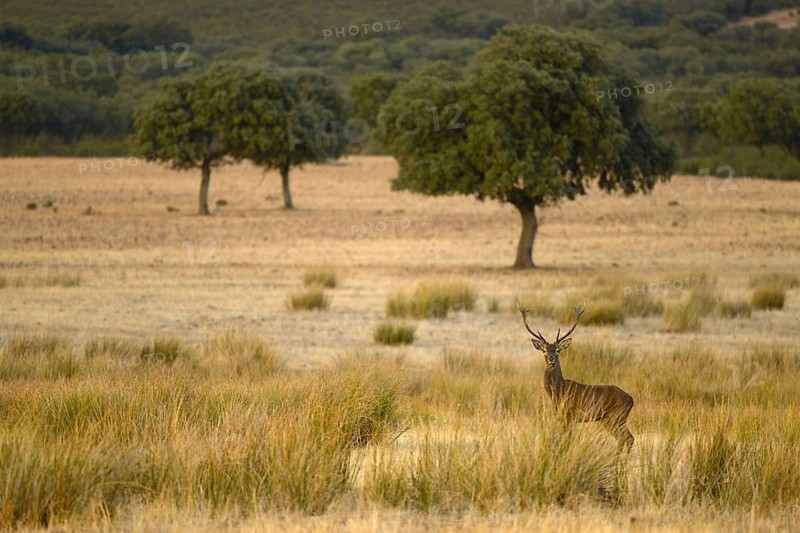 Iberian red deer