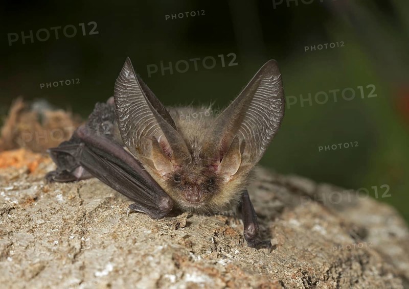 Brown Long-eared Bat