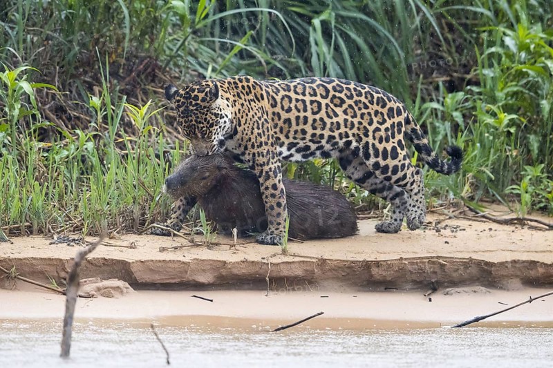 Adult south american jaguar